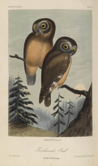 (BIRDS.) Cassin, John. Illustrations of the Birds of California, Texas, Oregon, British and Russian America.